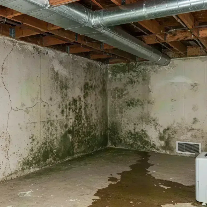 Professional Mold Removal in Hawthorn Woods, IL